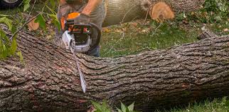 Best Tree Preservation Services  in Knob Noster, MO