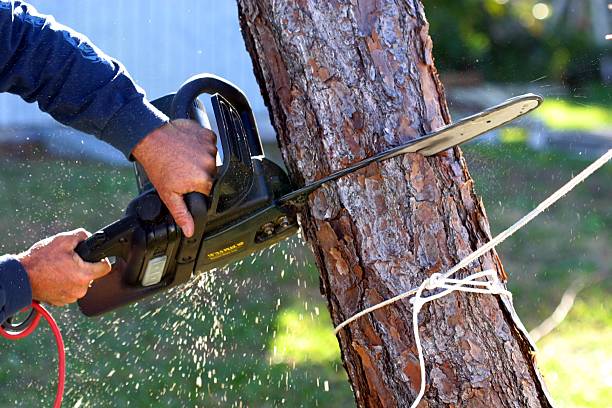 Trusted Knob Noster, MO Tree Services Experts