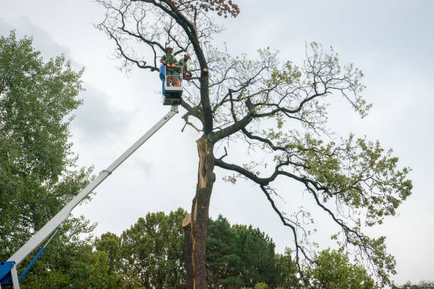 How Our Tree Care Process Works  in  Knob Noster, MO