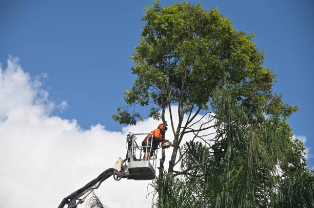 Best Tree and Shrub Care  in Knob Noster, MO